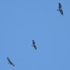 Jahrhundert waren die letzten brutpaare. Steinadler Und Bartgeier Im Flug Stiftung Pro Bartgeier