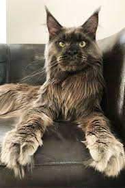There are cats in shelters across the us and around the. Pin On Pets Cats