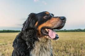 Cancer is a generic term for a large group of diseases that can affect any part of the body. Nontoxic Ways To Protect Your Pet Nrdc