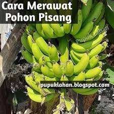 Pohon nya yang tergolong batang semu. 7 Cara Ampuh Merawat Pohon Pisang Biar Hasilnya Tinggi Pupuk Lahan