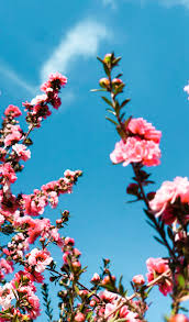 Flowers are truly the best addition a garden can have! Pink Flowers Blossoming In The Garden Blossom Flower Pink Flowers Blossom
