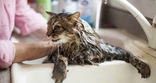 Learn everything you need to know about bathing your feline friend, plus our bonus section on choosing the right shampoo. Should I Bathe My Cat Petcoach