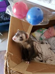 Check spelling or type a new query. Ferret Toys Toys That Ferrets Love