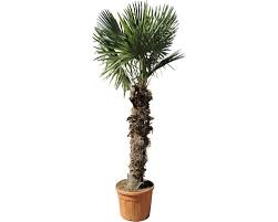 Infos und pflegetipps vom profi: Chinesische Hanfpalme Trachycarpus Fortunei H 220 240 Cm O 60 Cm Topf Kaufen Bei Hornbach Ch