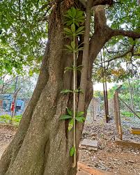 Image result for Alstonia