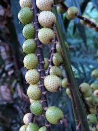 Image result for Calamus deerratus