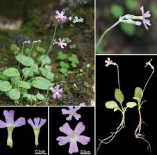 Image result for Primulaceae