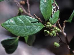Image result for Cleistanthus