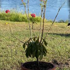 Image result for Jatropha schlechteri