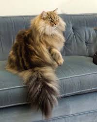 Norwegian Forest Cat Wegiekatt Timbre I Heard Somewhere That These Are One Of The Most Expensive Breeds Of C Norwegian Forest Cat Beautiful Cats Forest Cat