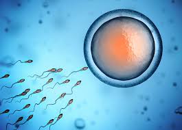 Hcg medication (if necessary) $115. Artificial Insemination Procedures Costs And Success Rates Parents