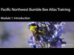 Pacific northwest flowers for bees. Pacific Northwest Bumble Bee Atlas Training Module 1 Introduction Youtube