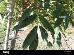 Image result for Ekebergia