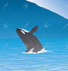 You can use them for free. Vector Illustration Of Whale Jumping Out Of Water In The Middle Royalty Free Cliparts Vectors And Stock Illustration Image 152320479