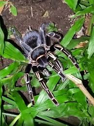 Image result for Strephonema