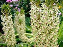 Easy to grow flowers uk. 7 Easy Tropical Garden Plants You Can Grow In The Uk Goodhomes Magazine Goodhomes Magazine