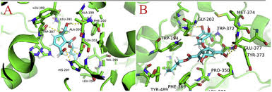 Image result for Morinda asteroscepa