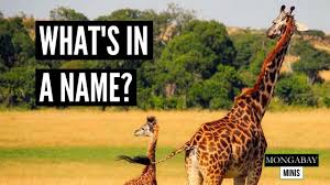 In captivity, giraffes can live a little longer than in the wild, as some individuals have reached the age of 40 years.females live 25% more than males. New Maps Show Where Giraffes Live Mostly Outside Protected Areas