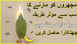 All mosquitoes lay eggs in water, and they need precious little of it. How To Get Rid Of Mosquitoes In 1 Minute How To Get Rid Of Mosquitoes How To Get Rid Mosquito