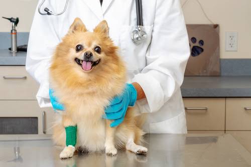 8 Signs Your Pet Needs to See the Emergency Vet - McGehee Clinic for Animals