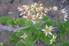 Image result for Gymnosporia buxifolia