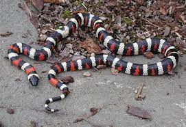 Pin On Snakes