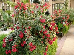 Image result for Clerodendrum fasciculatum