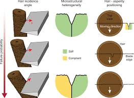 Here, find everything you ever wanted to know about knife sharpening, from different types of sharpeners to clever tricks to tell if your knife is sharp. How Hair Deforms Steel Science