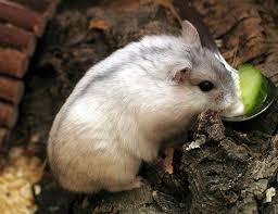 Check spelling or type a new query. Black Bellied Hamster Life Expectancy