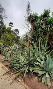 Image result for Beschorneria sp. (Biegel 5357)