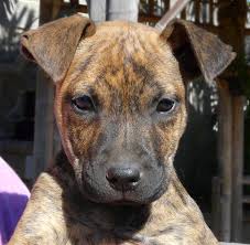 Expect to pay anywhere from $500 to $1,500 for a boxer shepherd puppy. Westside German Shepherd Rescue Of Los Angeles