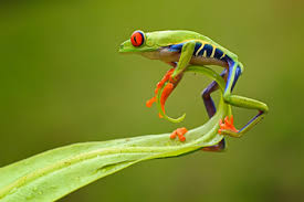 kisah seekor katak katak junior dan katak senior katak pohon katak hewan pinterest