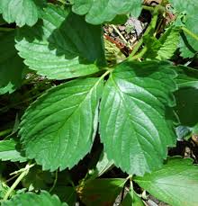 They are always shrubs and can range from 10. Strawberry Plant Facts And Identification Traderscreek Com