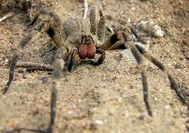 This is a solifugae, and we'll see how wrongly called the world's biggest spider by foreigners, this spider is different than the normal venomous spider that. The Most Colossal Spiders On Earth