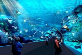 Interact2013 Interact 2013 South Africa Travel Ocean Aquarium Africa Holiday