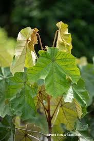 Image result for Pterospermum acerifolium