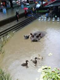 This photo was taken at junction of . Singapore Is It Flooding Or Just Ponding Global Voices