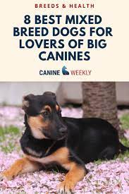 8 Best Mixed Breed Dogs For Lovers Of Large Canines Mixed Breed Dogs Best Dogs For Families Best Mixed Breed Dogs