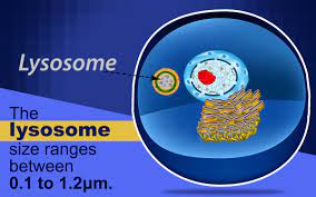 Lysosome Structure Biology Wise