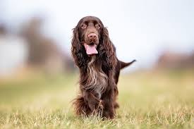 Fifty percent of dogs over the age of 10 develop cancer at some point. Treatments For Hyperthyroidism In Dogs Memphis Vets Animal Emergency Center