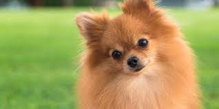 We did not find results for: 7 Jenis Anjing Yang Cocok Untuk Manula Merdeka Com