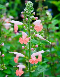 Image result for Salvia coccinea