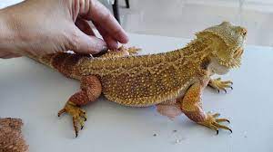 Dragão barbudo bearded dragon jeremias a comer grilos eating crickets. Pogona Vitticeps Shedding Dragao Barbudo Youtube