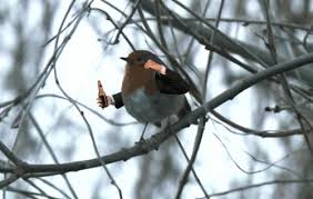 Birds With Human Arms Gif Https Encrypted Tbn0 Gstatic Com Images Q Tbn 3aand9gctmsa5twudkq5gkqzeykzollocyymmivg21ja Usqp Cau