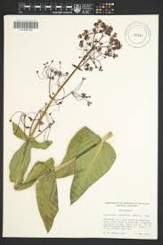 Image result for Asclepias buchwaldii