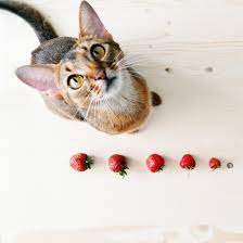 Abyssinian And Strawberries Abyssinian Cats Abyssinian Cats