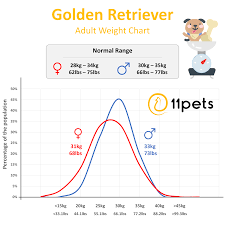 Typical Weight For Golden Retriever Dogs 11pets Pet Care App