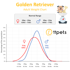 typical weight for golden retriever dogs 11pets pet care app