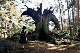 Doug jones, ariadna gil, maribel verdú and others. 17 Majestic Moments In Pan S Labyrinth 10th Anniversary Bfi
