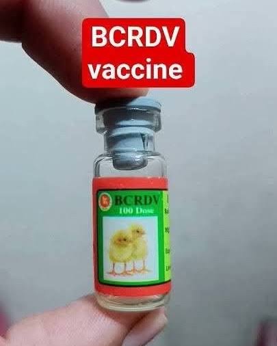 BCRDV Vaccine